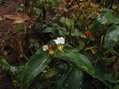 Commelina cameroonensis