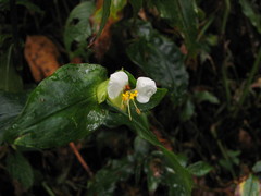 Commelina cameroonensis