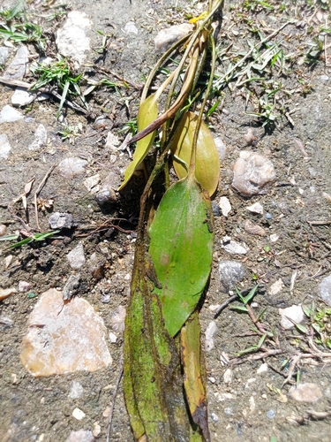 Longleaf Pondweed