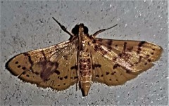 Conogethes haemactalis