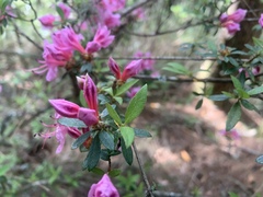 Rhododendron noriakianum