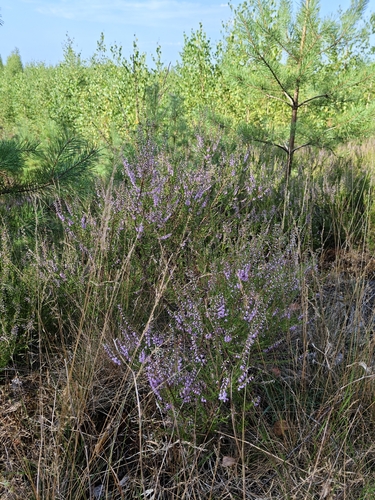 common heather