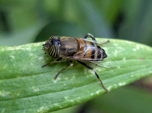 Stripe-eyed Lagoon Fly