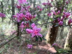 Rhododendron noriakianum