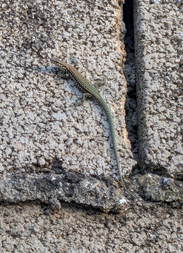 Green Iberian Wall Lizard