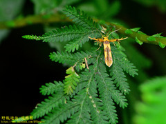 Stathmopoda fusciumeraris