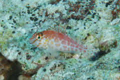 Cirrhitichthys aprinus