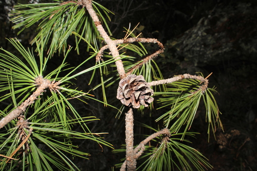 Pinus teocote, photograph 4