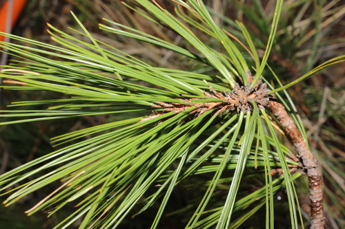 Pinus teocote, photograph 5