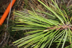 Pinus teocote, photograph (c) Rodolfo Maximiliano Gutiérrez-Sánchez, some rights reserved (CC BY)