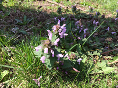 Lamium purpureum