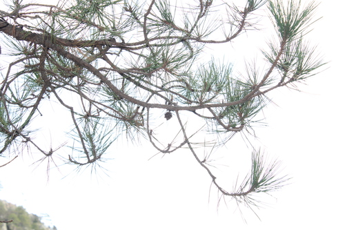 Pinus teocote, photograph 3