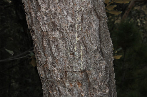 Pinus teocote, photograph 1