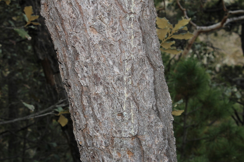 Pinus teocote, photograph 2