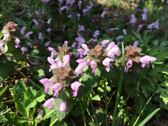 Lamium purpureum