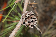 Pinus teocote