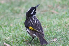 New Holland Honeyeater photo 5