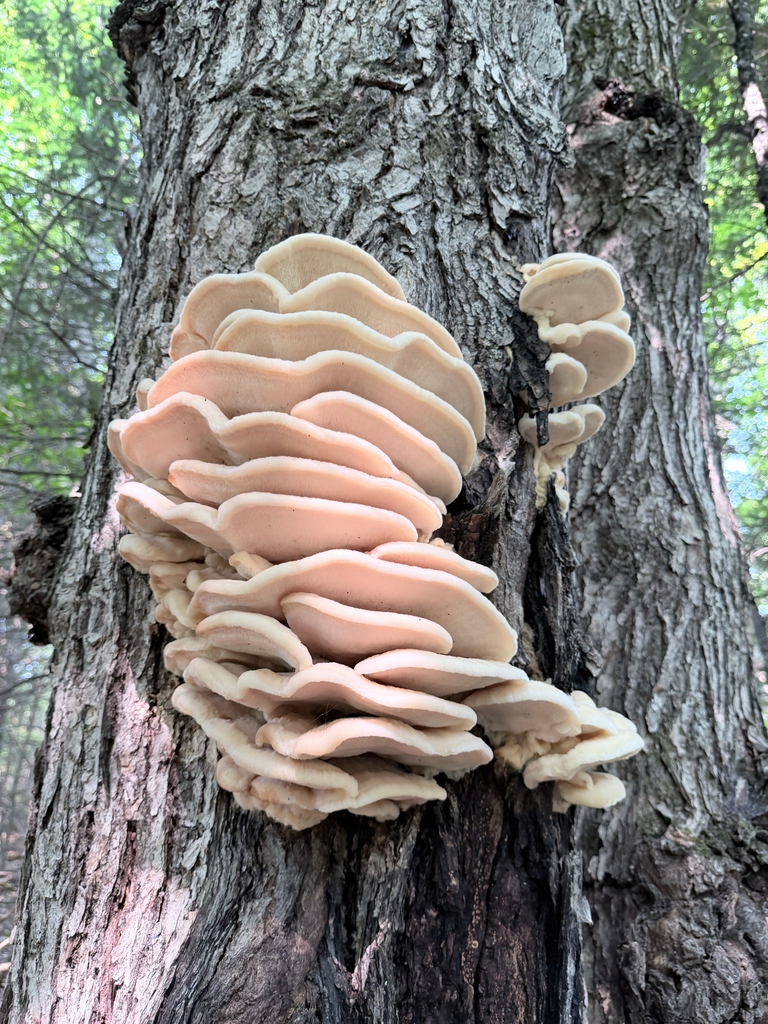Northern Tooth · August 2026 · photo: Photo: (c) Erica Tava Johnson, some rights reserved (CC BY) · iNaturalist