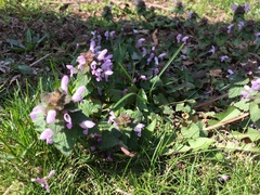 Lamium purpureum