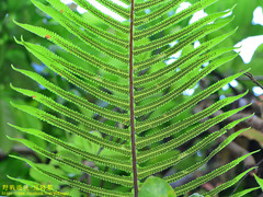 Sphaerostephanos taiwanensis