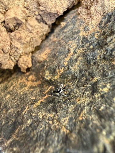 Corythalia conferta