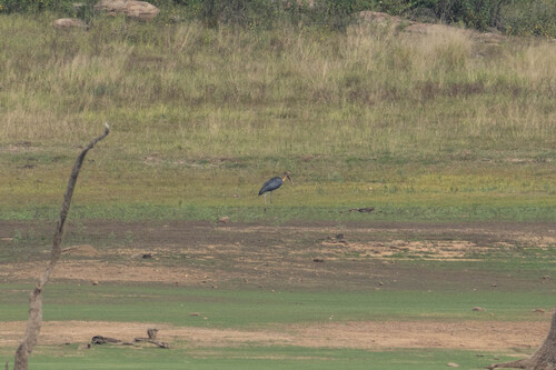 Lesser Adjutant