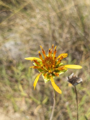 Tetragonotheca texana, 2026-08-10