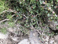 Cotoneaster rosiflorus