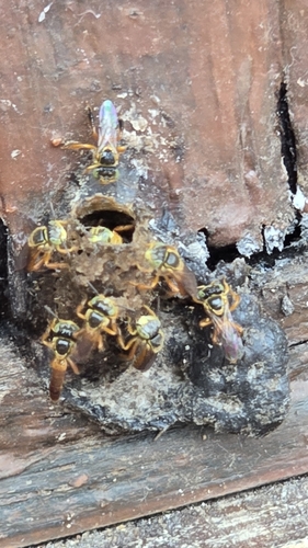 Narrow Stingless Bee
