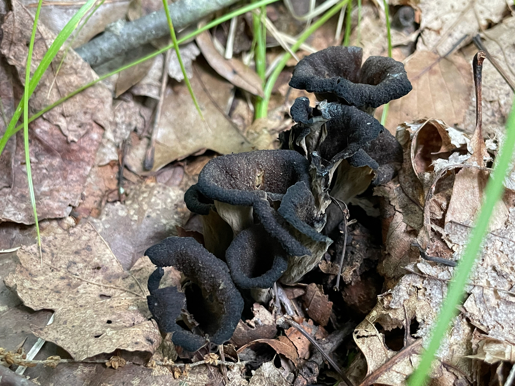Eastern Black Trumpet · August 2026 · photo: Photo: (c) Bobby McCabe, some rights reserved (CC BY) · iNaturalist