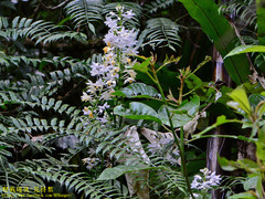 Calanthe dominyi