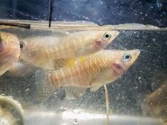Fundulus xenicus