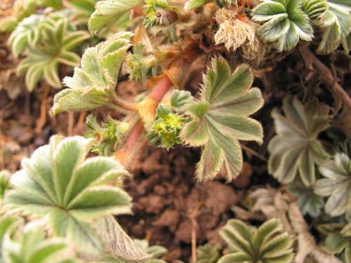 Alchemilla fischeri camerunensis