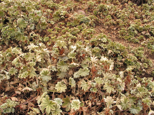 Alchemilla fischeri image