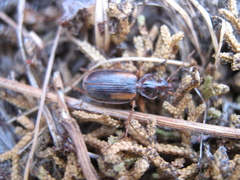 Cymindis