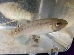 Fundulus confluentus