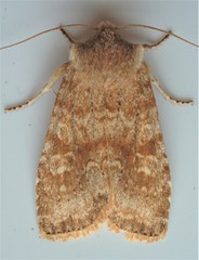 Lithophane semiusta