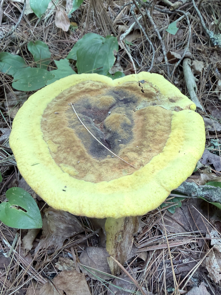 Phaeolus hispidoides · August 2026 · photo: Photo: (c) Erica Tava Johnson, some rights reserved (CC BY) · iNaturalist