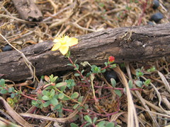 Hypericum peplidifolium