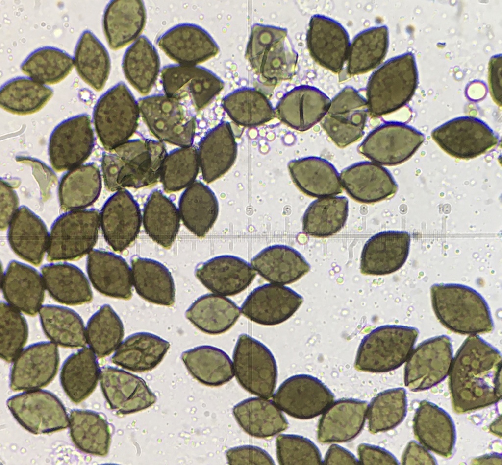 Microthecium fimicola