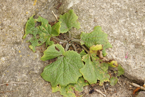 Pericallis × hybrida, photograph 1