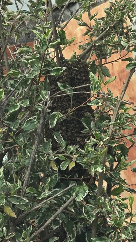 Western Honey Bee