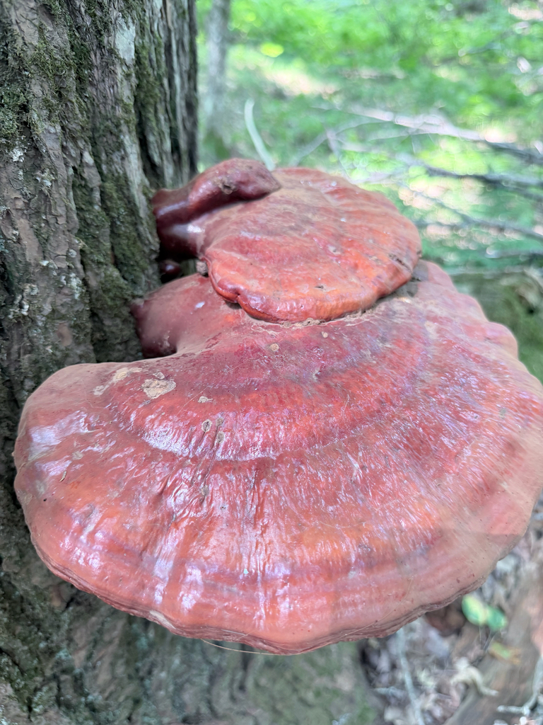 hemlock varnish shelf · August 2026 · photo: Photo: (c) Erica Tava Johnson, some rights reserved (CC BY) · iNaturalist
