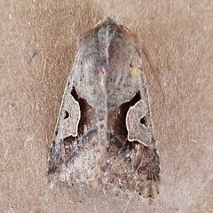 Acerra normalis