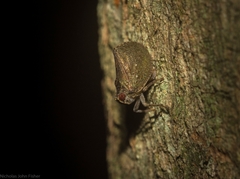 Cotylana angustifrons