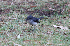 Eopsaltria georgiana