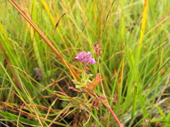 Trifolium simense