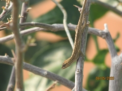 Anolis wellbornae