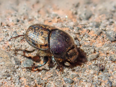 Onthophagus nuchicornis