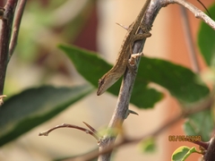 Anolis wellbornae